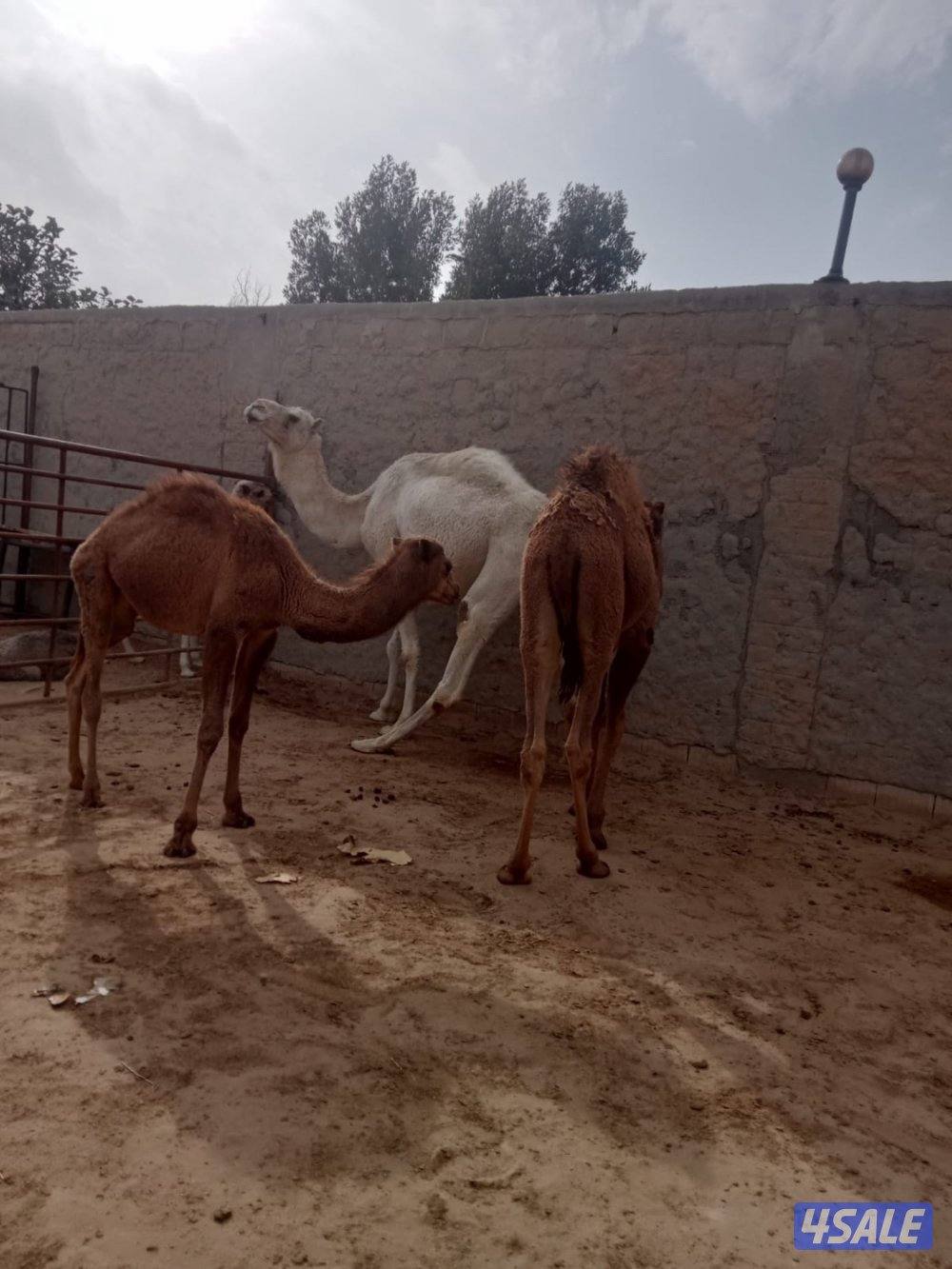 قعود وبكره سمان5