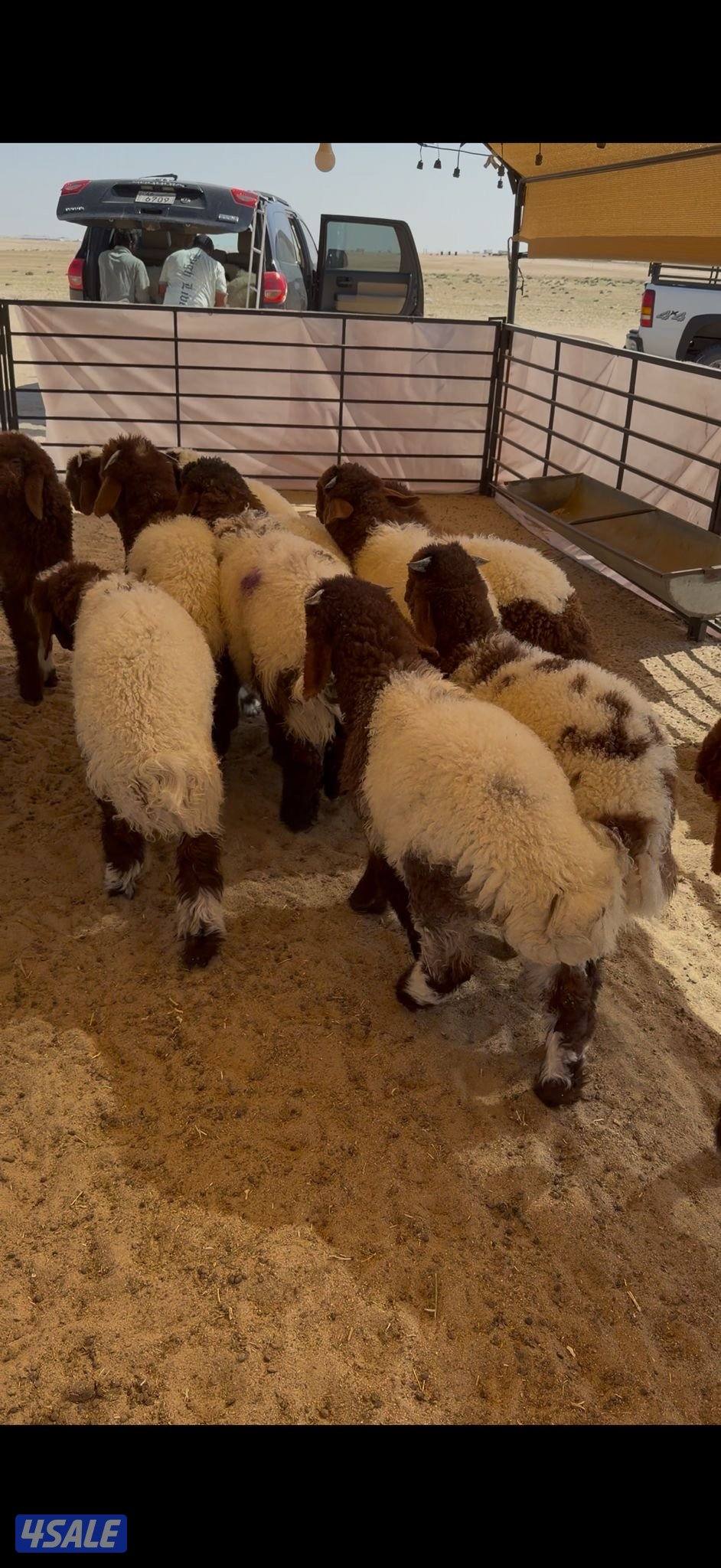 للبيع ذبايح نعيم محلي0