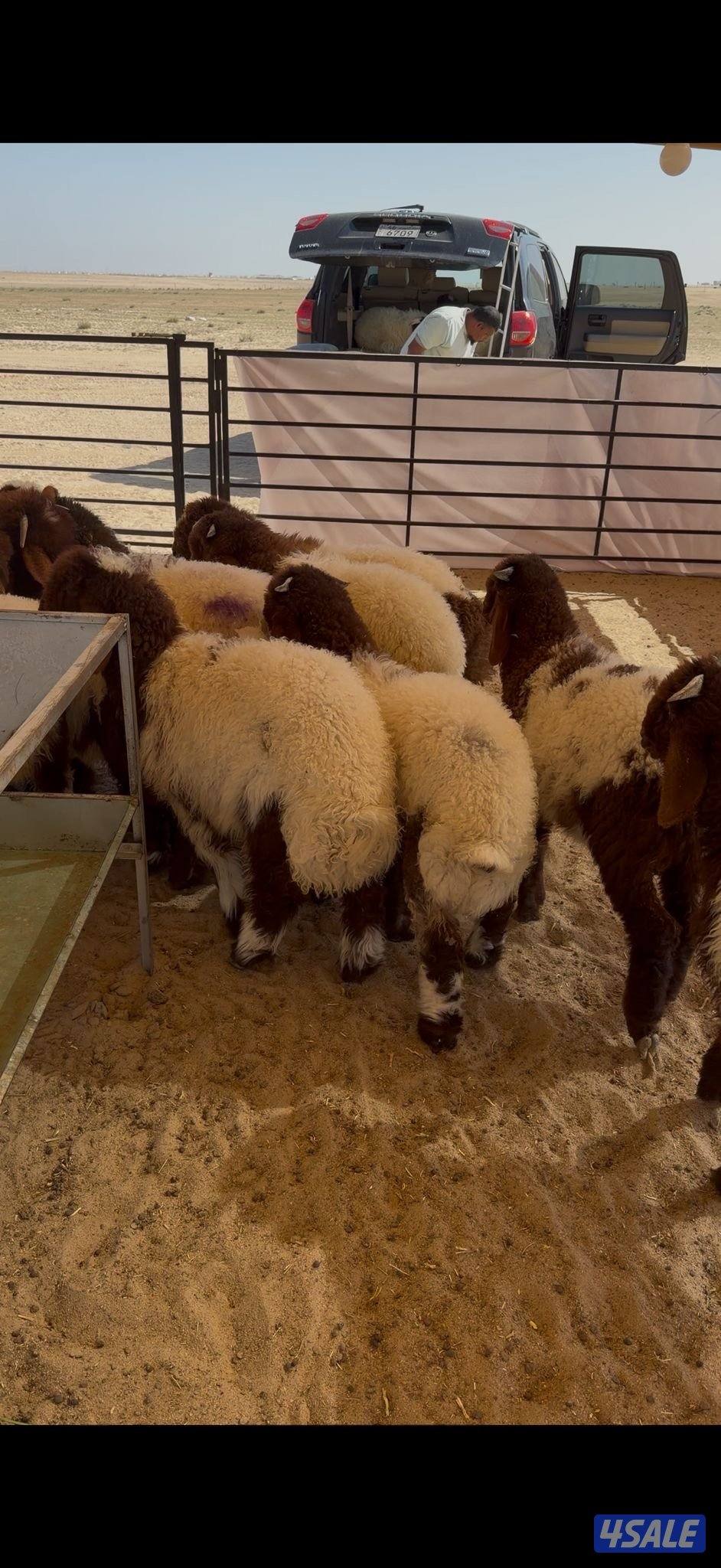 للبيع ذبايح نعيم محلي1