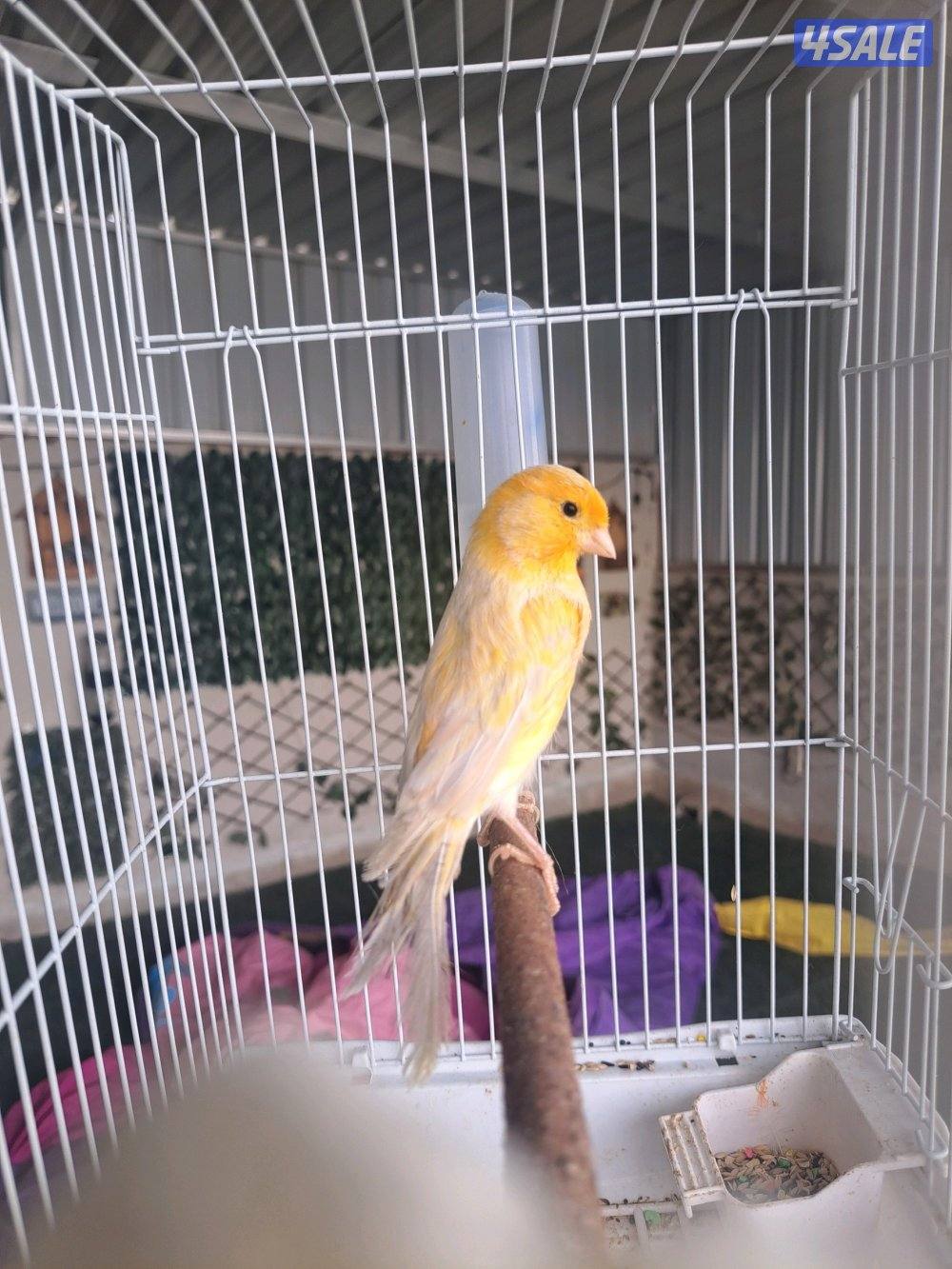 كناريات ازواج وافحل وانثاي0