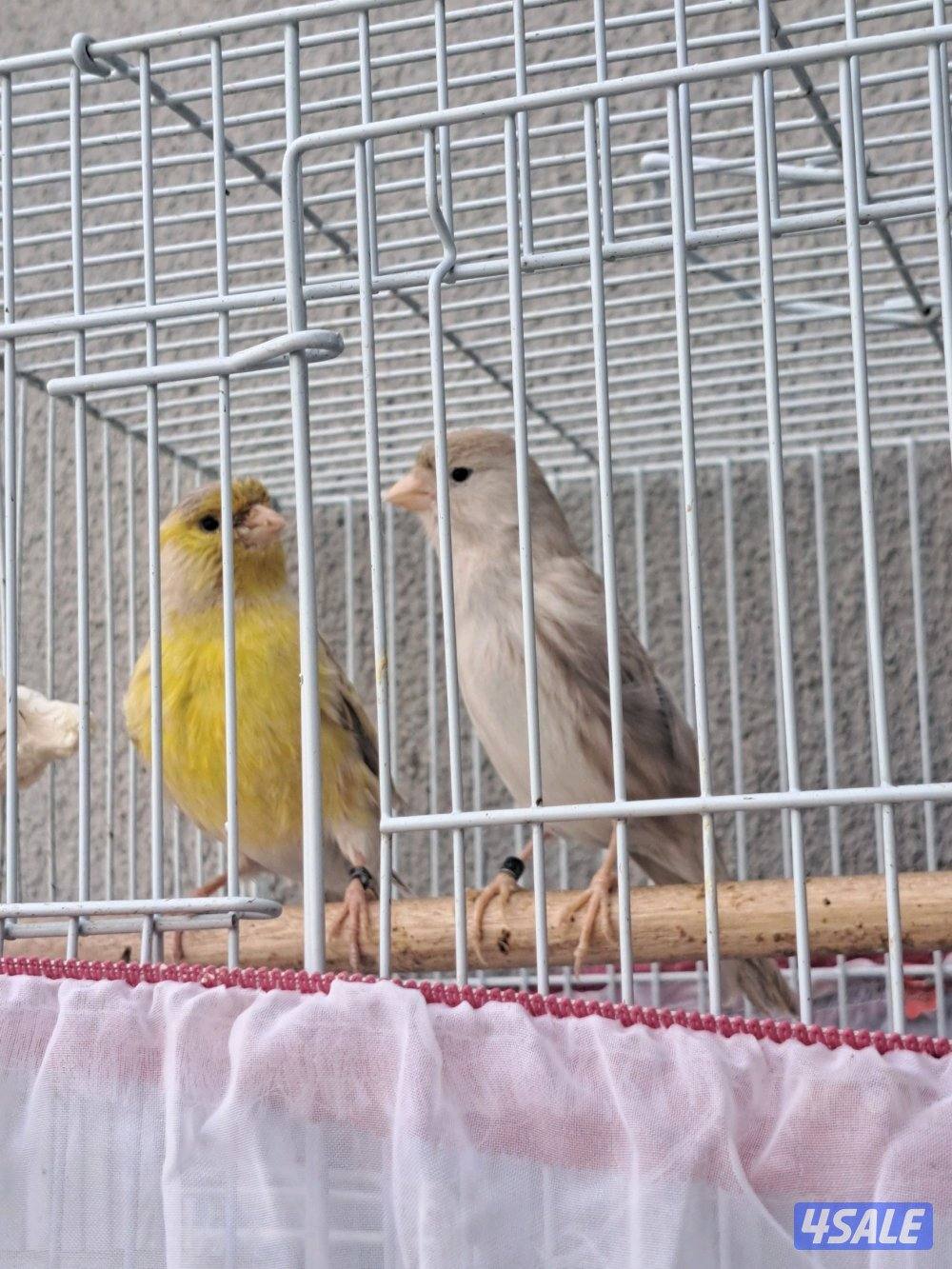 كناريات ازواج وافحل وانثاي1