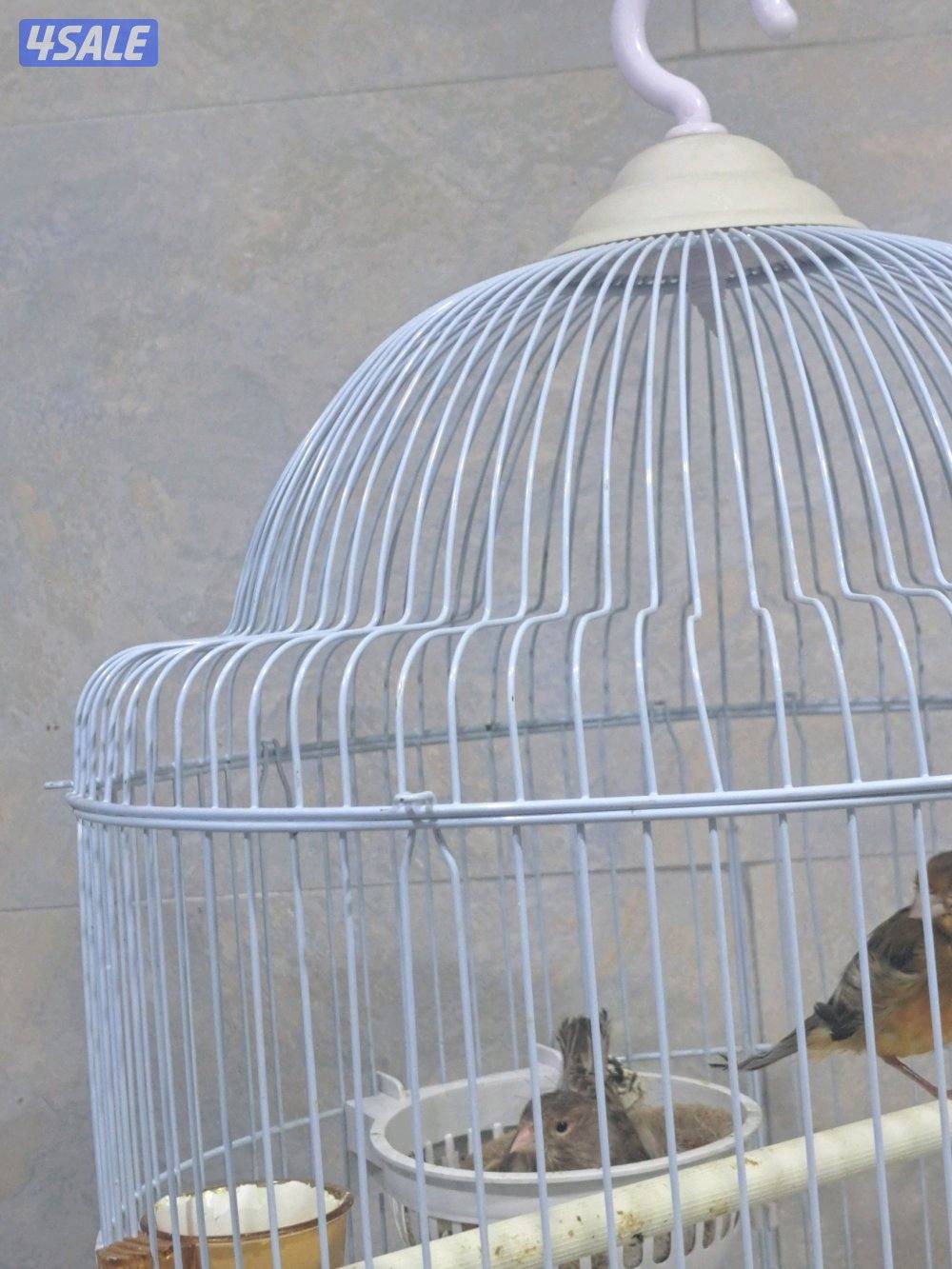 كناريات ازواج وافحل وانثاي2