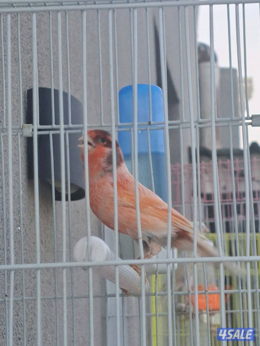 كناريات ازواج وافحل وانثاي3