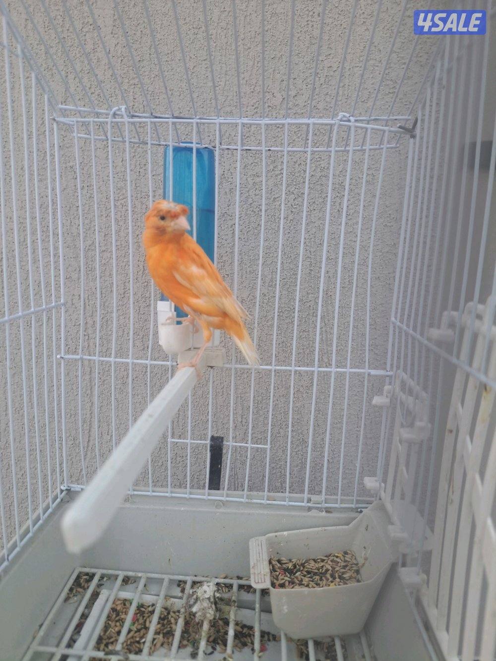 كناريات ازواج وافحل وانثاي4