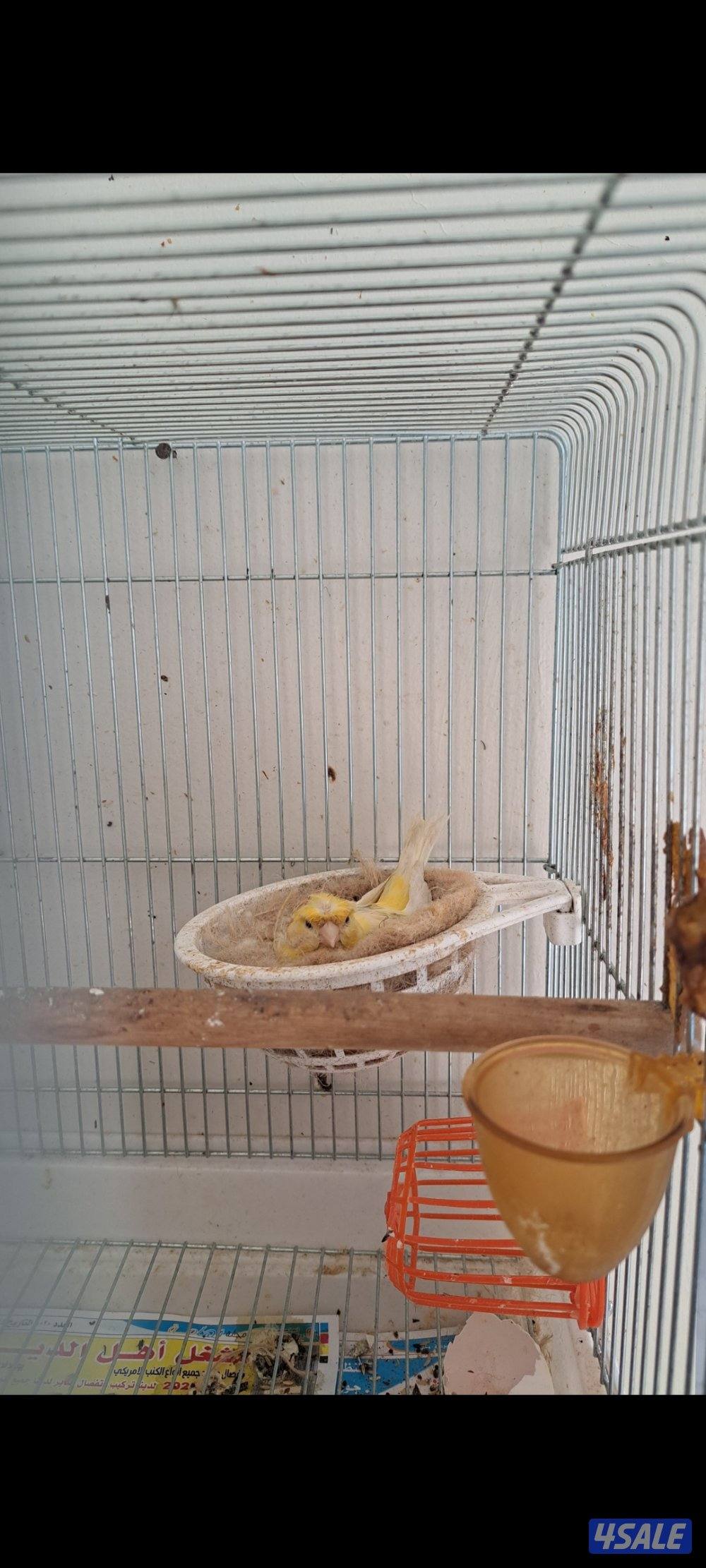 كناريات ازواج وافحل وانثاي6