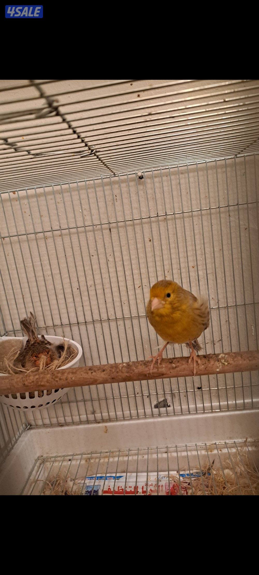 كناريات ازواج وافحل وانثاي7