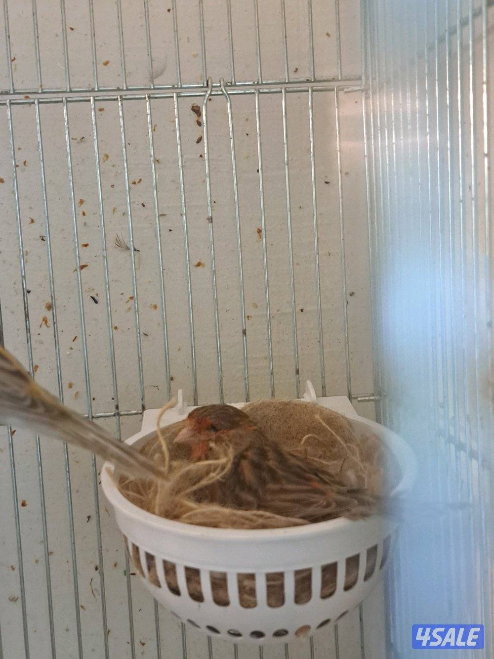 كناريات ازواج وافحل وانثاي9