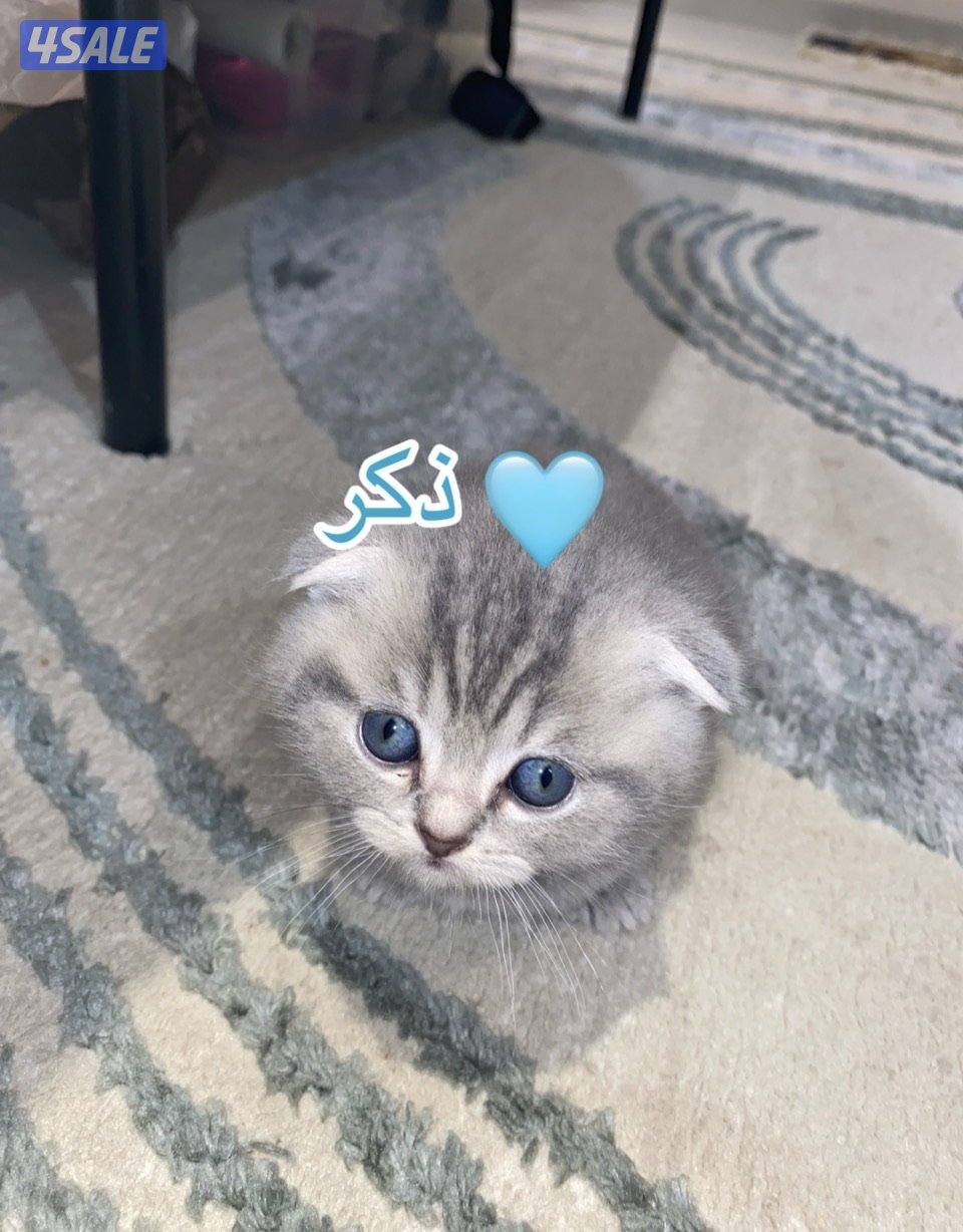 كتنز للبيع سكوتش فولد بيورررر0