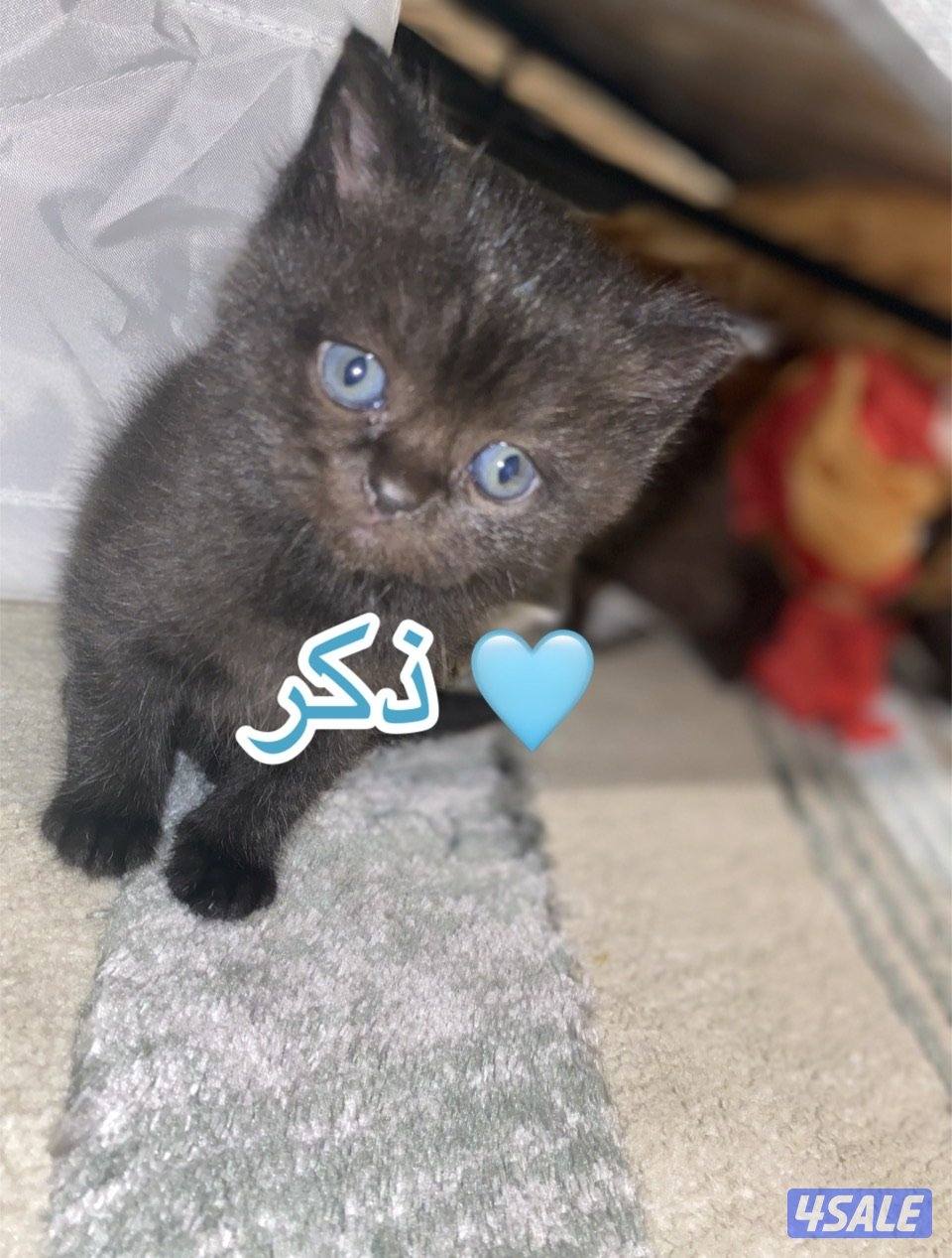 كتنز للبيع سكوتش فولد بيورررر1