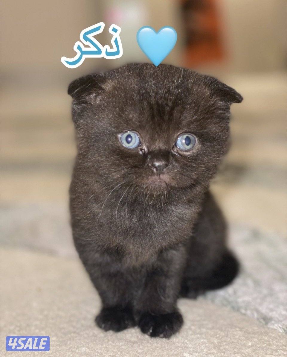 كتنز للبيع سكوتش فولد بيورررر2