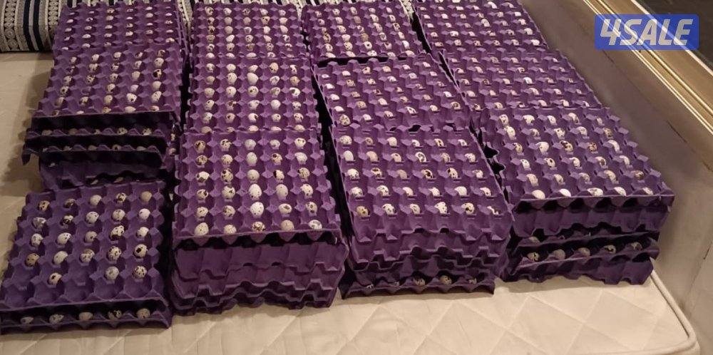 بيض فري للاكل وللفقاسه2