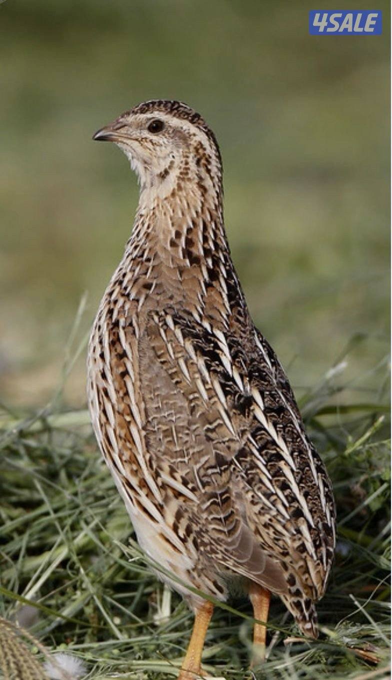 بيض فري للاكل وللفقاسه1