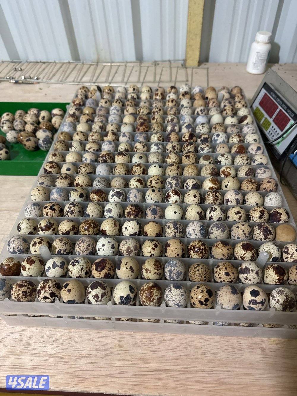 بيض فري للاكل وللفقاسه3