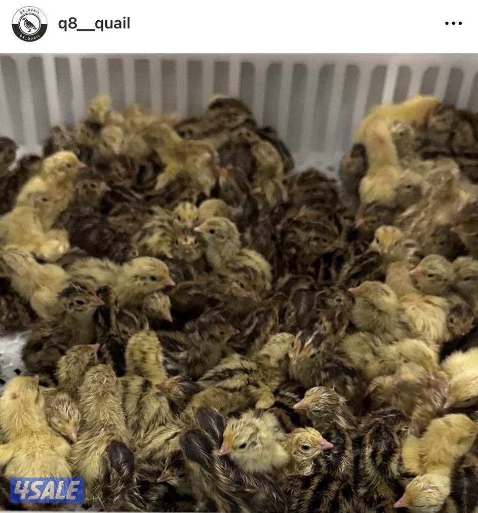 بيض فري للاكل وللفقاسه5