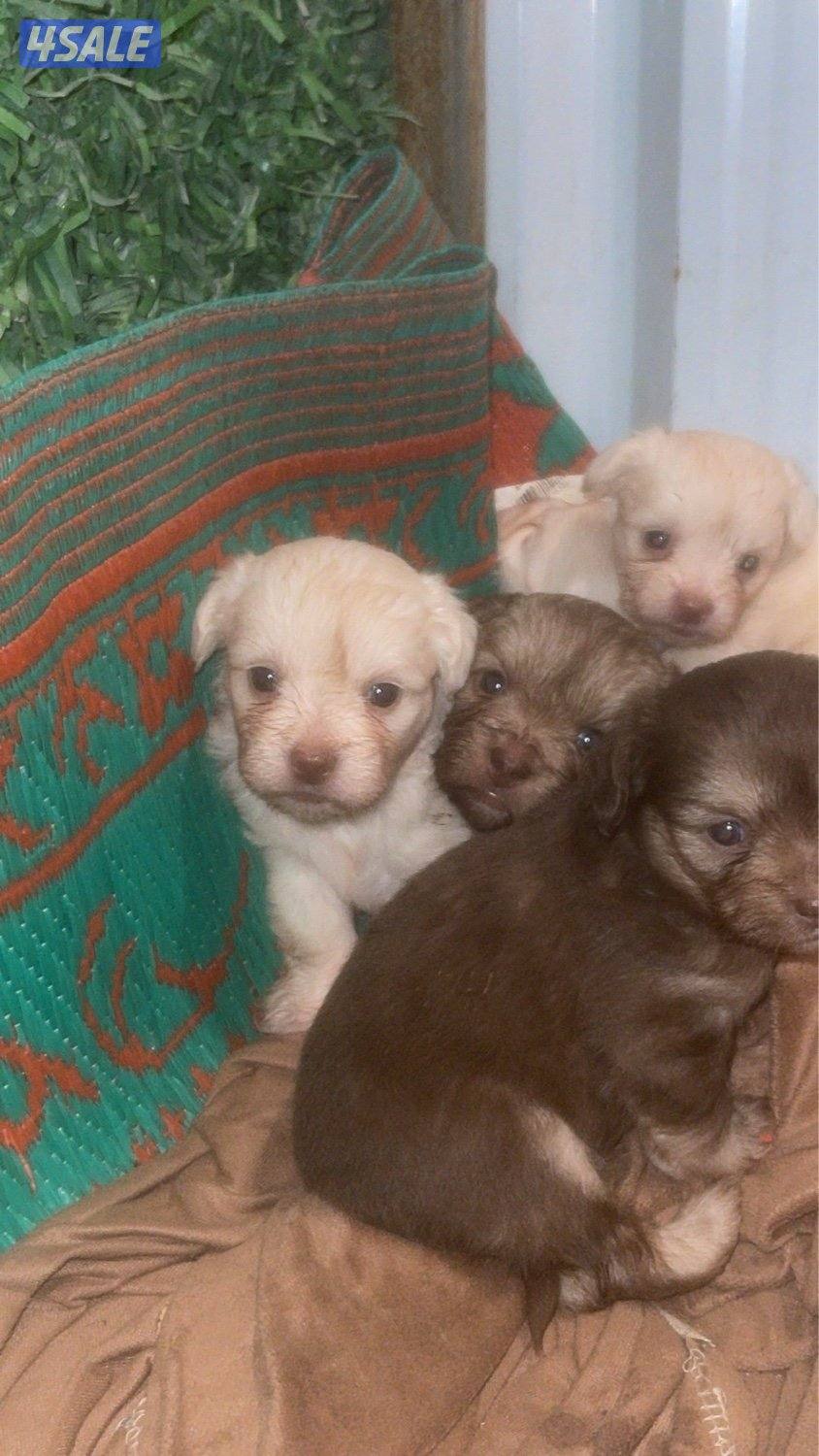 للبيع شيتزو جراوه لعوبين الحاله صحيه ممتازه متوفر ذكر و نثيه1