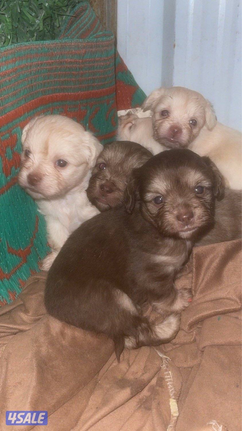 للبيع شيتزو جراوه لعوبين الحاله صحيه ممتازه متوفر ذكر و نثيه2