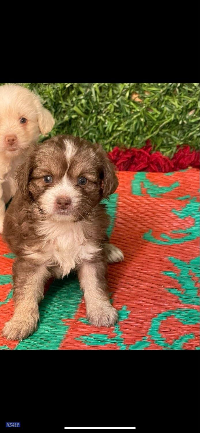 للبيع شيتزو جراوه لعوبين الحاله صحيه ممتازه متوفر ذكر و نثيه4