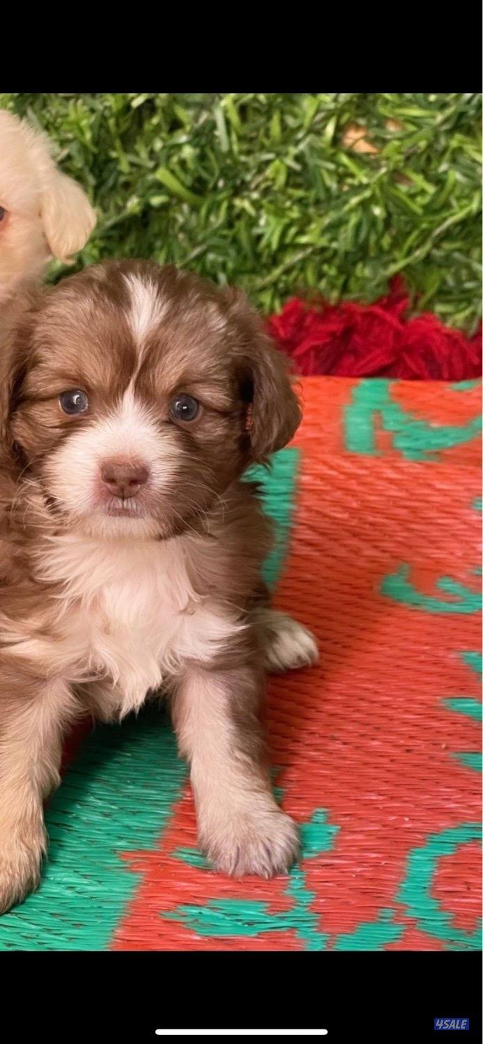 للبيع شيتزو جراوه لعوبين الحاله صحيه ممتازه متوفر ذكر و نثيه5