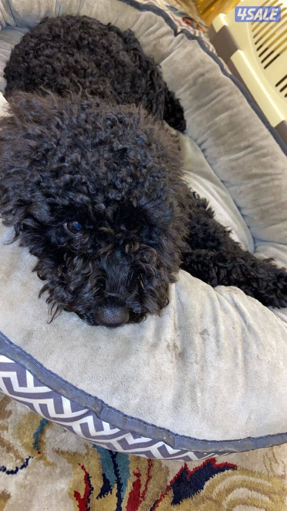 عنده دفتر تطعيم ذكر اسمه بابلو عمره ٧ شهور توي بودل اسود مطعم الجرعتين1