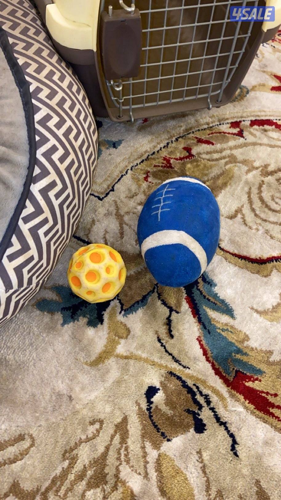 عنده دفتر تطعيم ذكر اسمه بابلو عمره ٧ شهور توي بودل اسود مطعم الجرعتين3