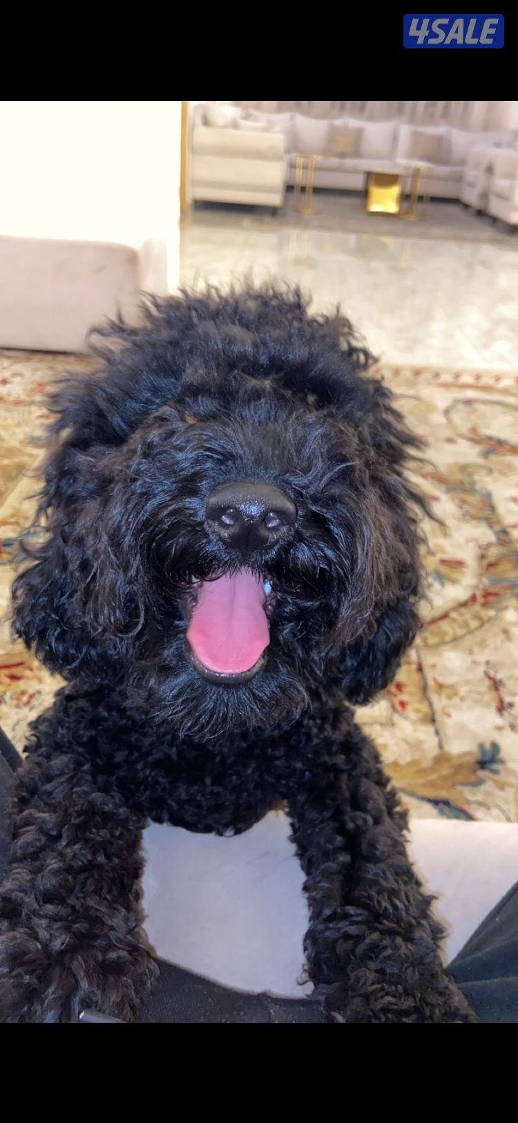 عنده دفتر تطعيم ذكر اسمه بابلو عمره ٧ شهور توي بودل اسود مطعم الجرعتين4