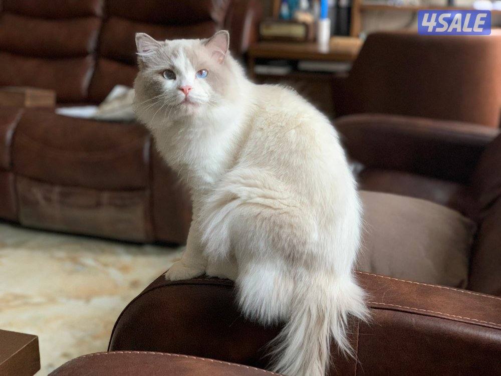 منطقة سلوى0