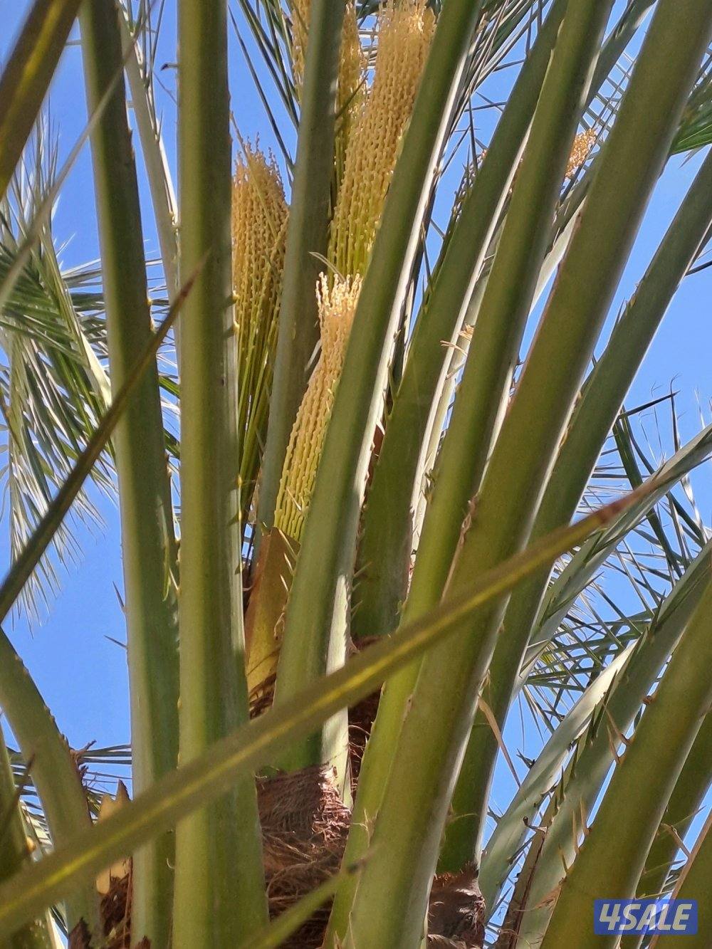 تلقيح وتنظيف وتكريب وزراعة النخيل بأيدي اهوازيين1