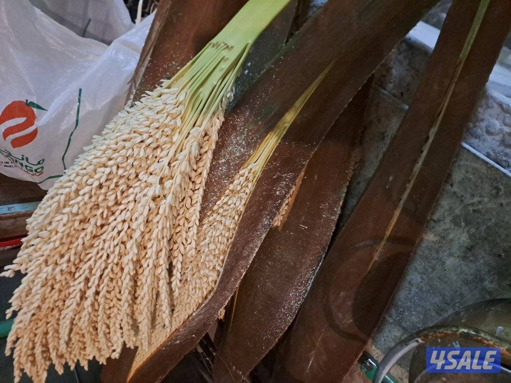 تلقيح وتنظيف وتكريب وزراعة النخيل بأيدي اهوازيين2