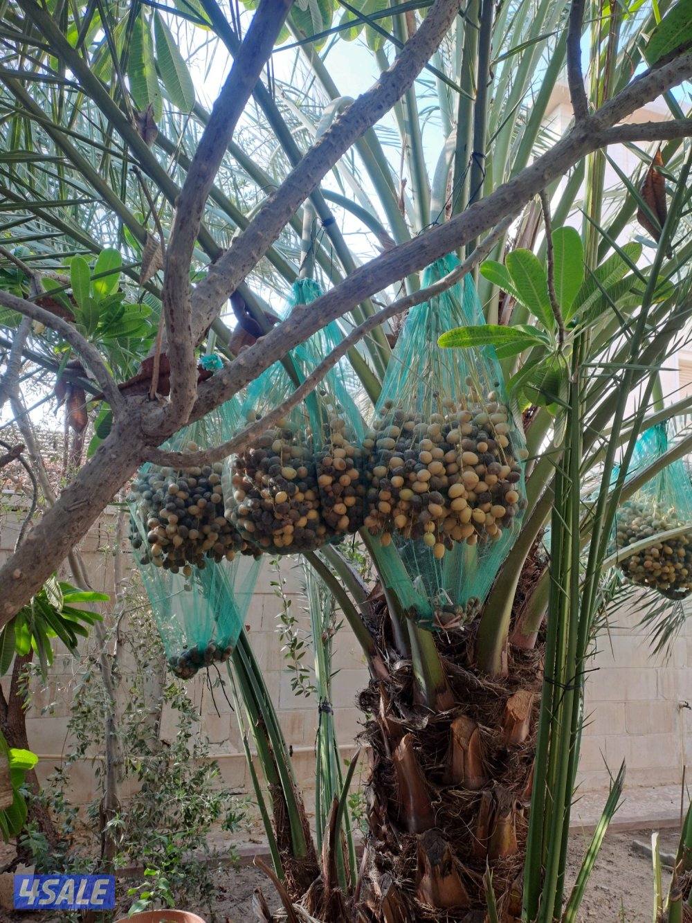 تلقيح وتنظيف وتكريب وزراعة النخيل بأيدي اهوازيين4