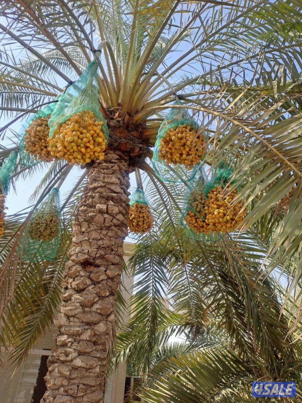 تلقيح وتنظيف وتكريب وزراعة النخيل بأيدي اهوازيين5