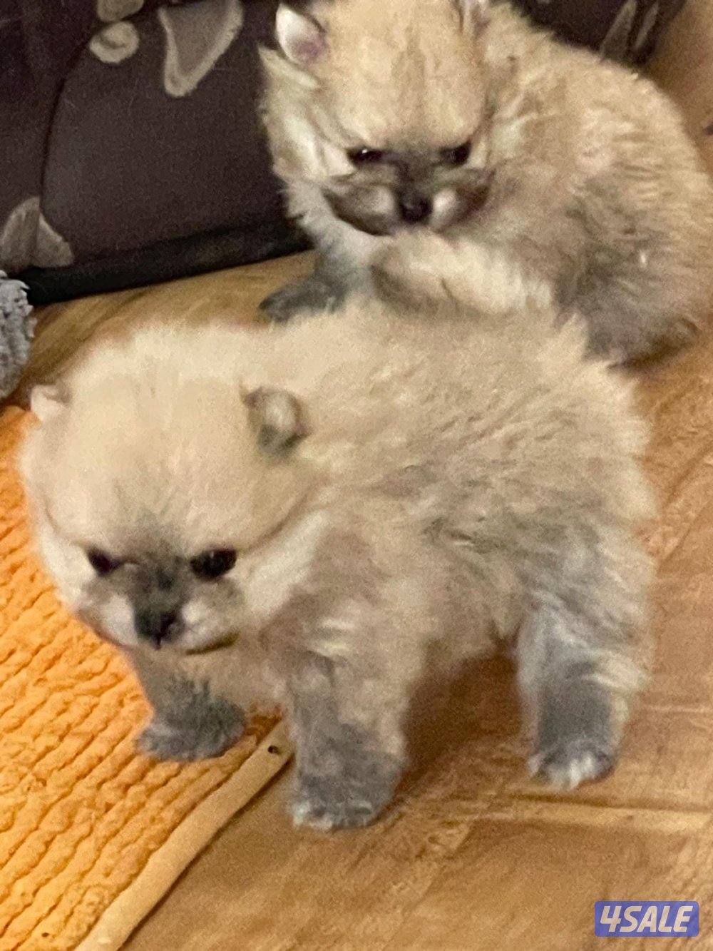 Pure Pomeranian Born here the father and mother pure Pomerania also.0