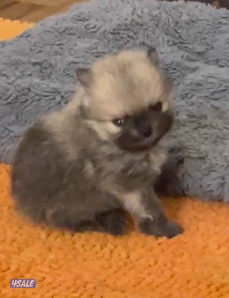 Pure Pomeranian Born here the father and mother pure Pomerania also.1