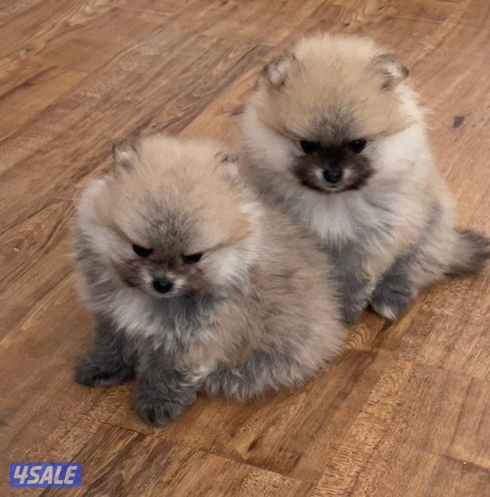 Pure Pomeranian Born here the father and mother pure Pomerania also.2