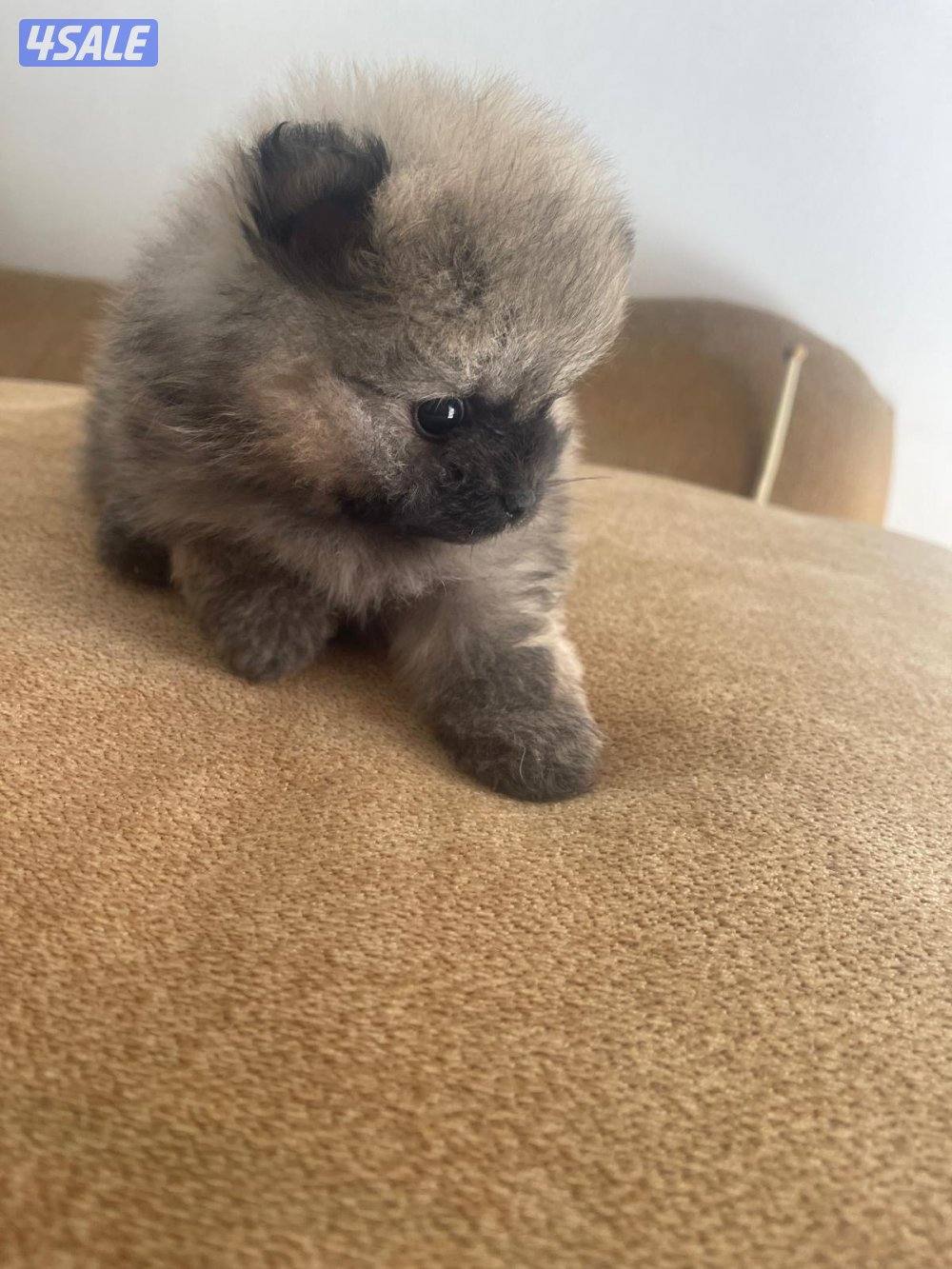 Pure Pomeranian Born here the father and mother pure Pomerania also.3