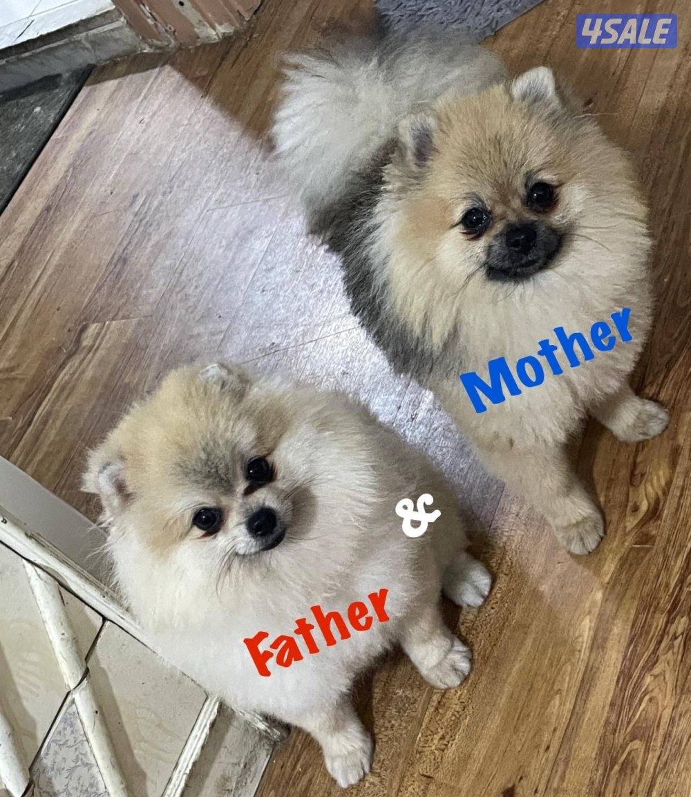 Pure Pomeranian Born here the father and mother pure Pomerania also.4
