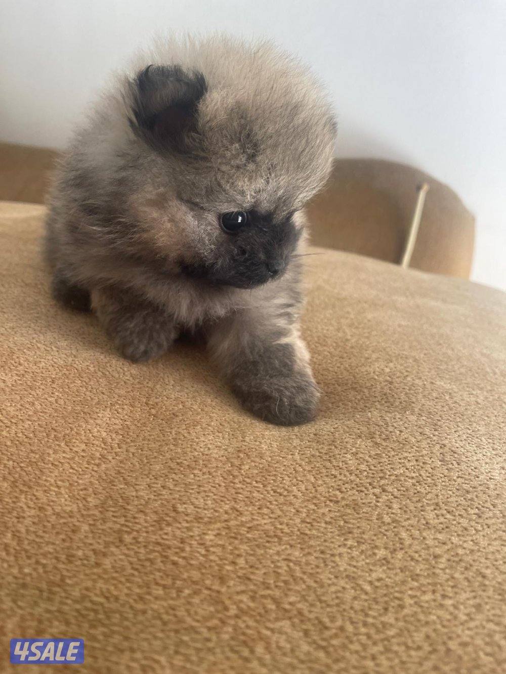 Pure Pomeranian Born here the father and mother pure Pomerania also.5