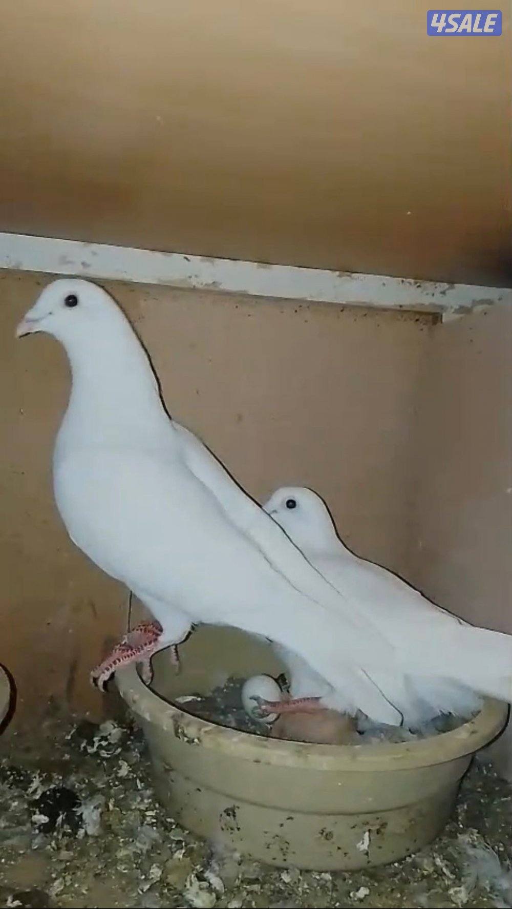 ازواج زاجل ولاحم0