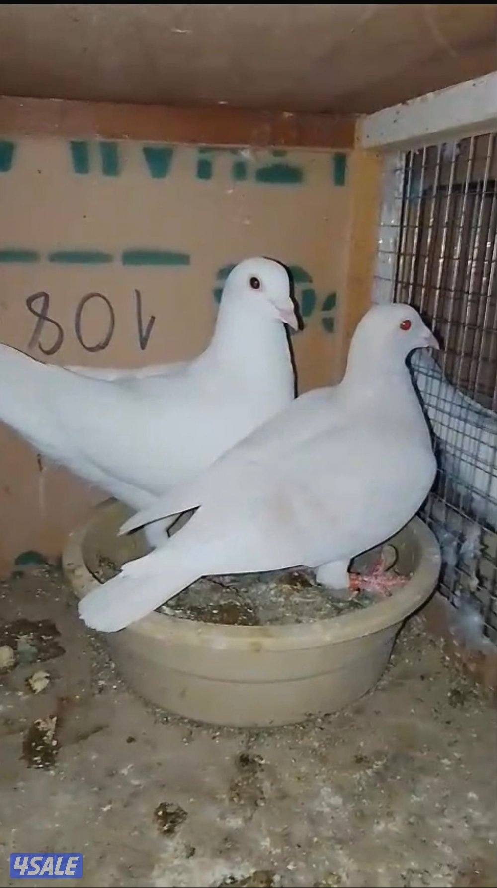 ازواج زاجل ولاحم1