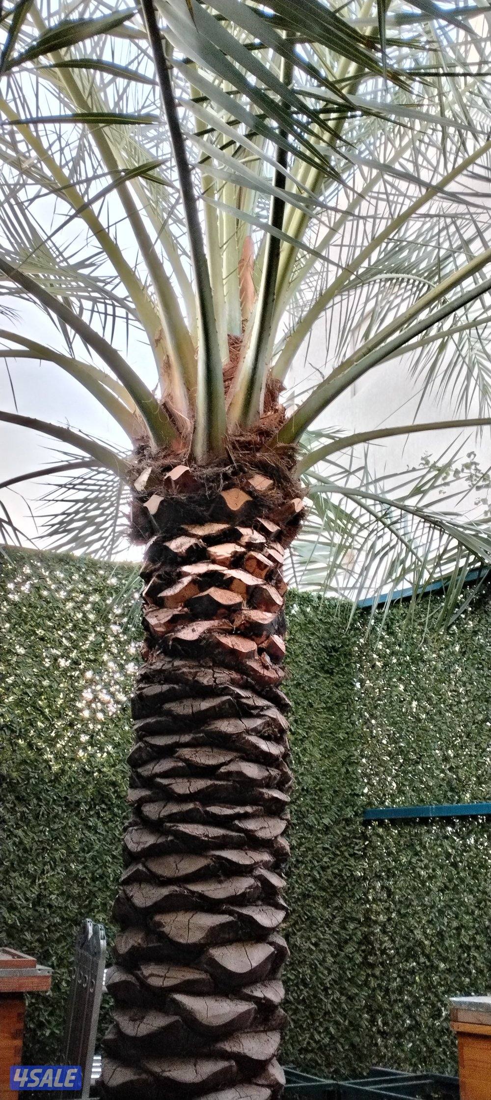 ابو حسين الاهوازي /تجليخ/تلقيح/تنظيف/زراعه و نقل النخيل بيع و شرا ضمان3