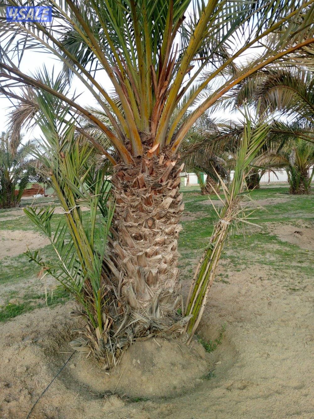 ابو حسين الاهوازي /تجليخ/تلقيح/تنظيف/زراعه و نقل النخيل بيع و شرا ضمان5