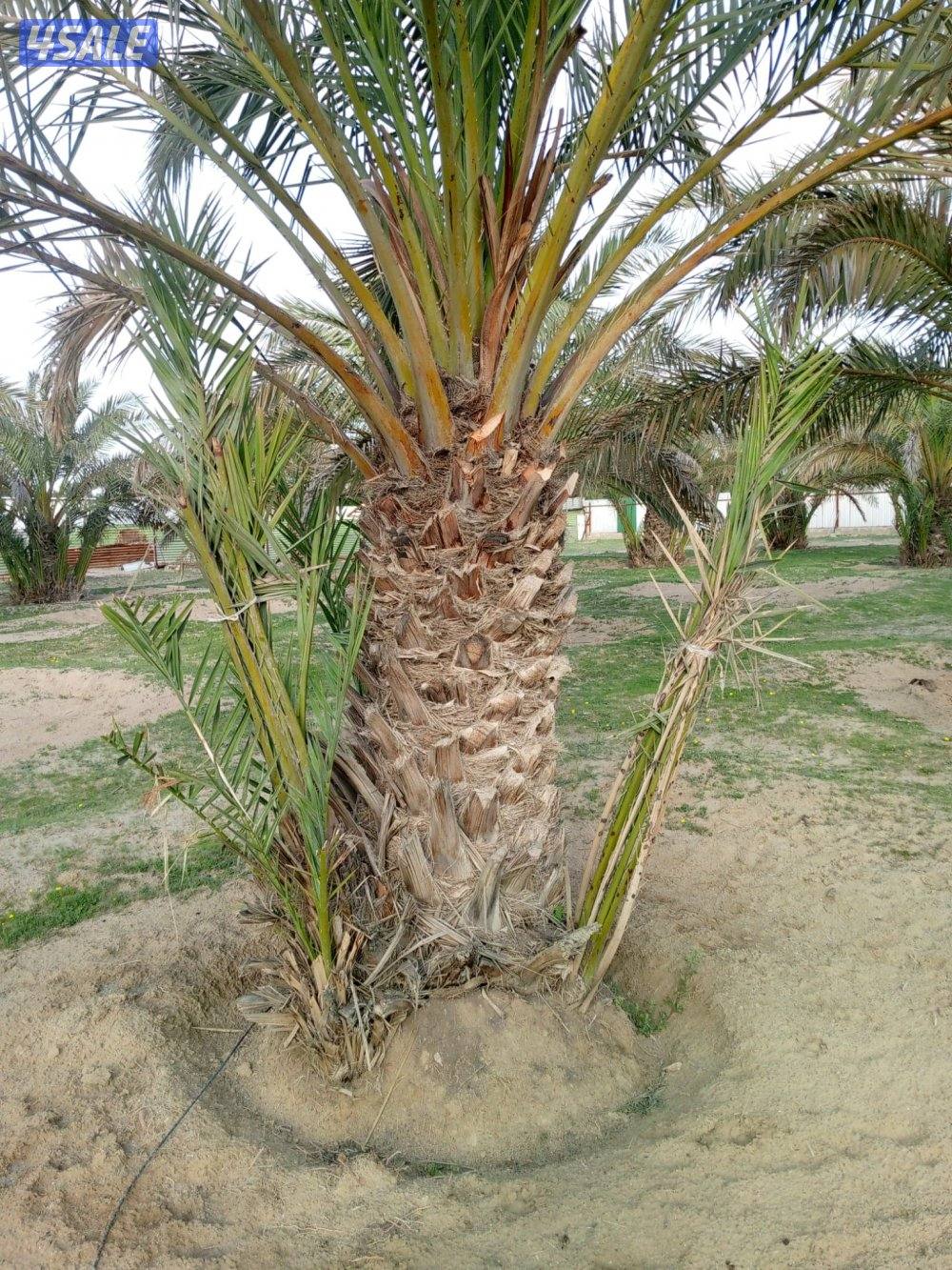 ابو حسين الاهوازي /تجليخ/تلقيح/تنظيف/زراعه و نقل النخيل بيع و شرا ضمان6