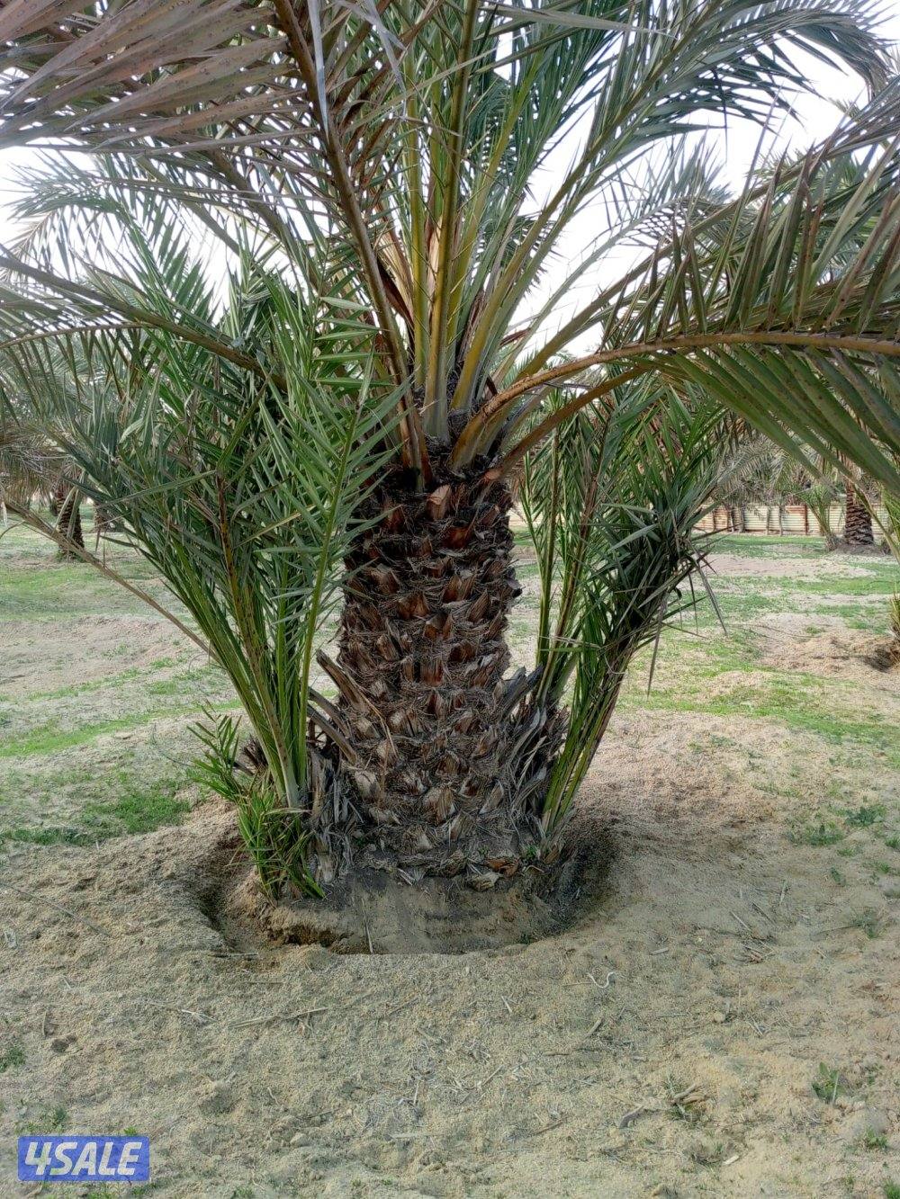 ابو حسين الاهوازي /تجليخ/تلقيح/تنظيف/زراعه و نقل النخيل بيع و شرا ضمان7