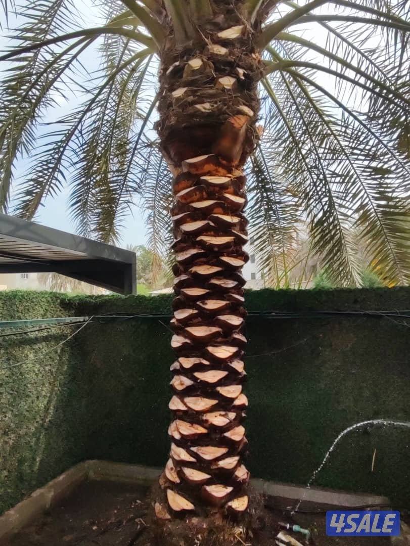 ابو حسين الاهوازي /تجليخ/تلقيح/تنظيف/زراعه و نقل النخيل بيع و شرا ضمان9