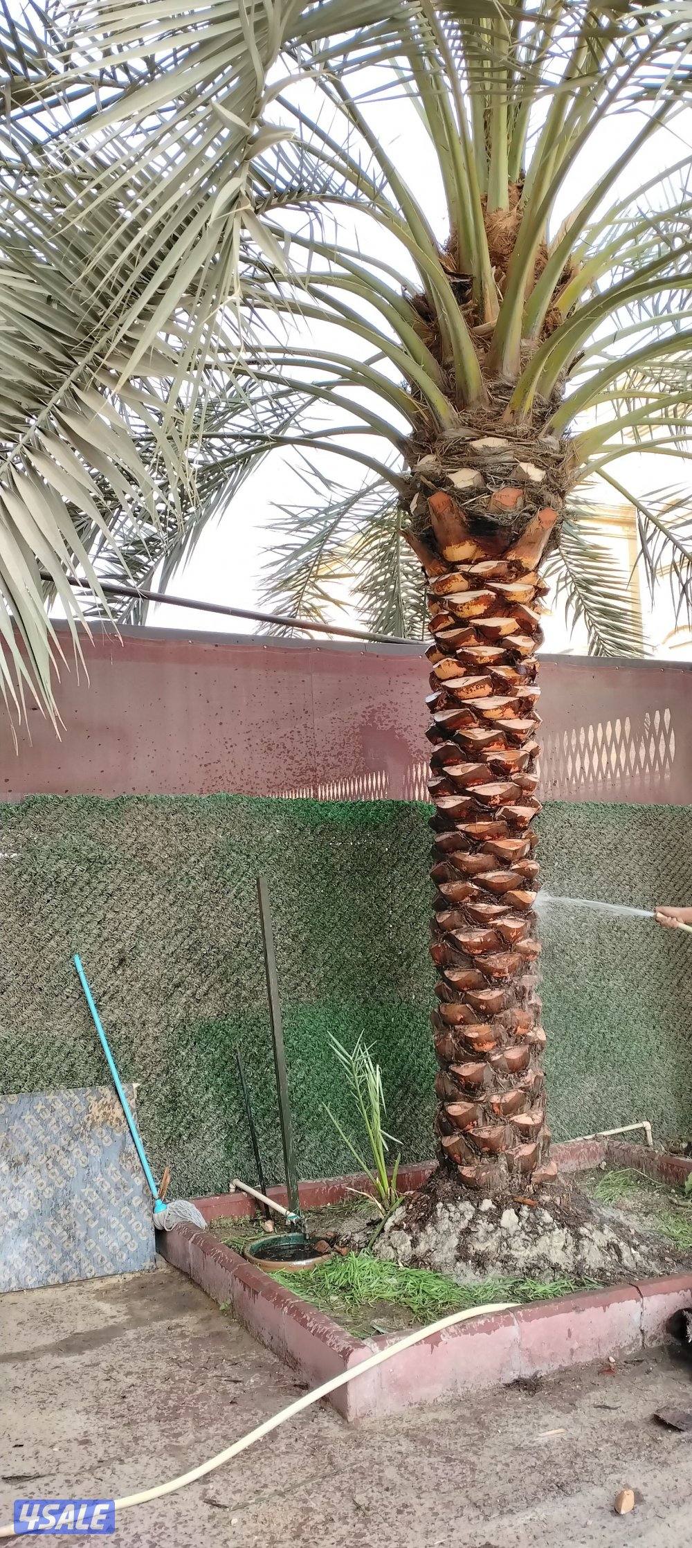 ابو حسين الاهوازي /تجليخ/تلقيح/تنظيف/زراعه و نقل النخيل بيع و شرا ضمان10