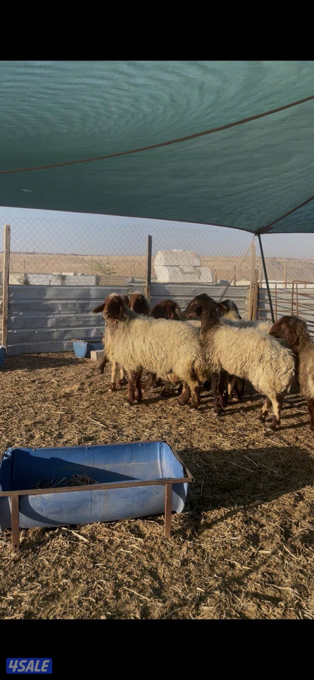 للبيع غنم نعيم العدد١٠ روس طيبه نتخلى من ضريع0