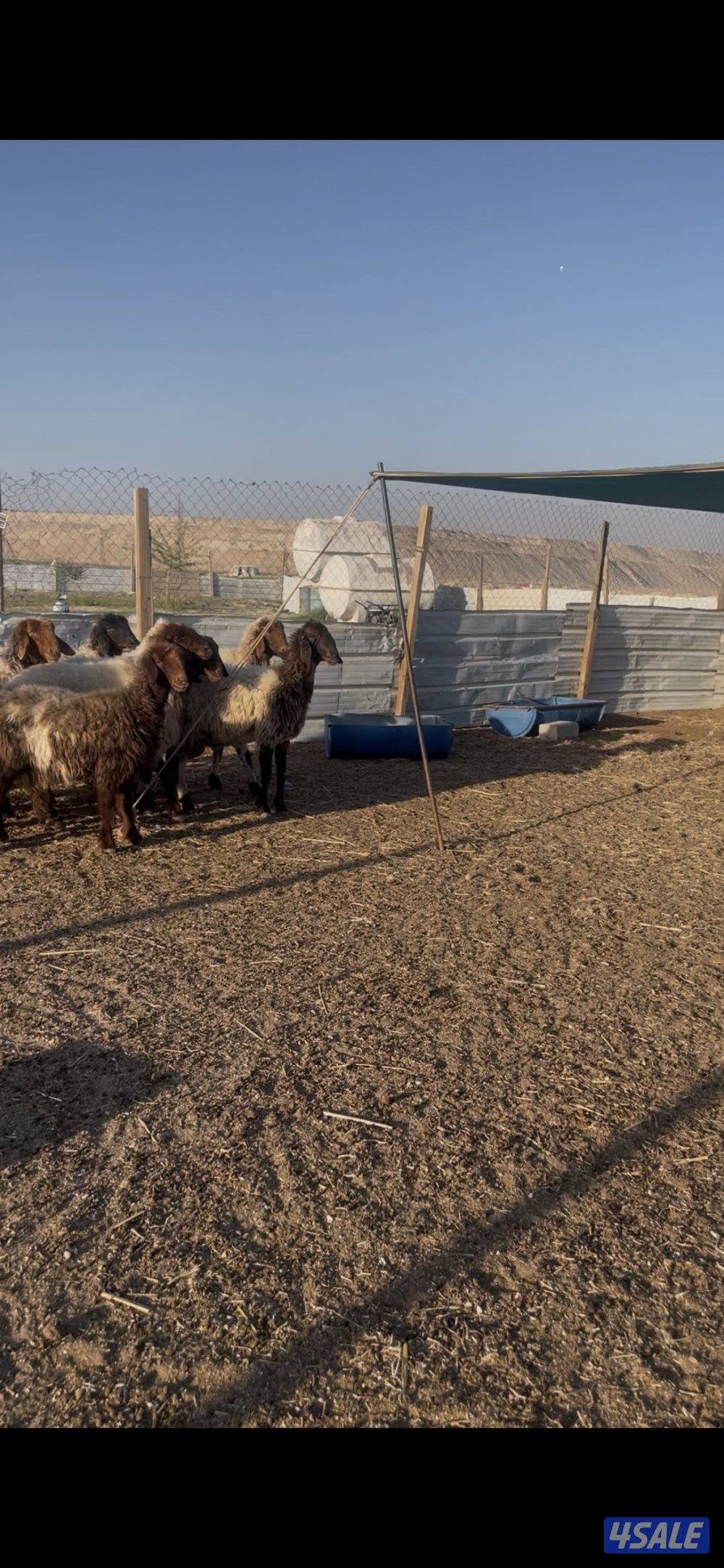 للبيع غنم نعيم العدد١٠ روس طيبه نتخلى من ضريع1