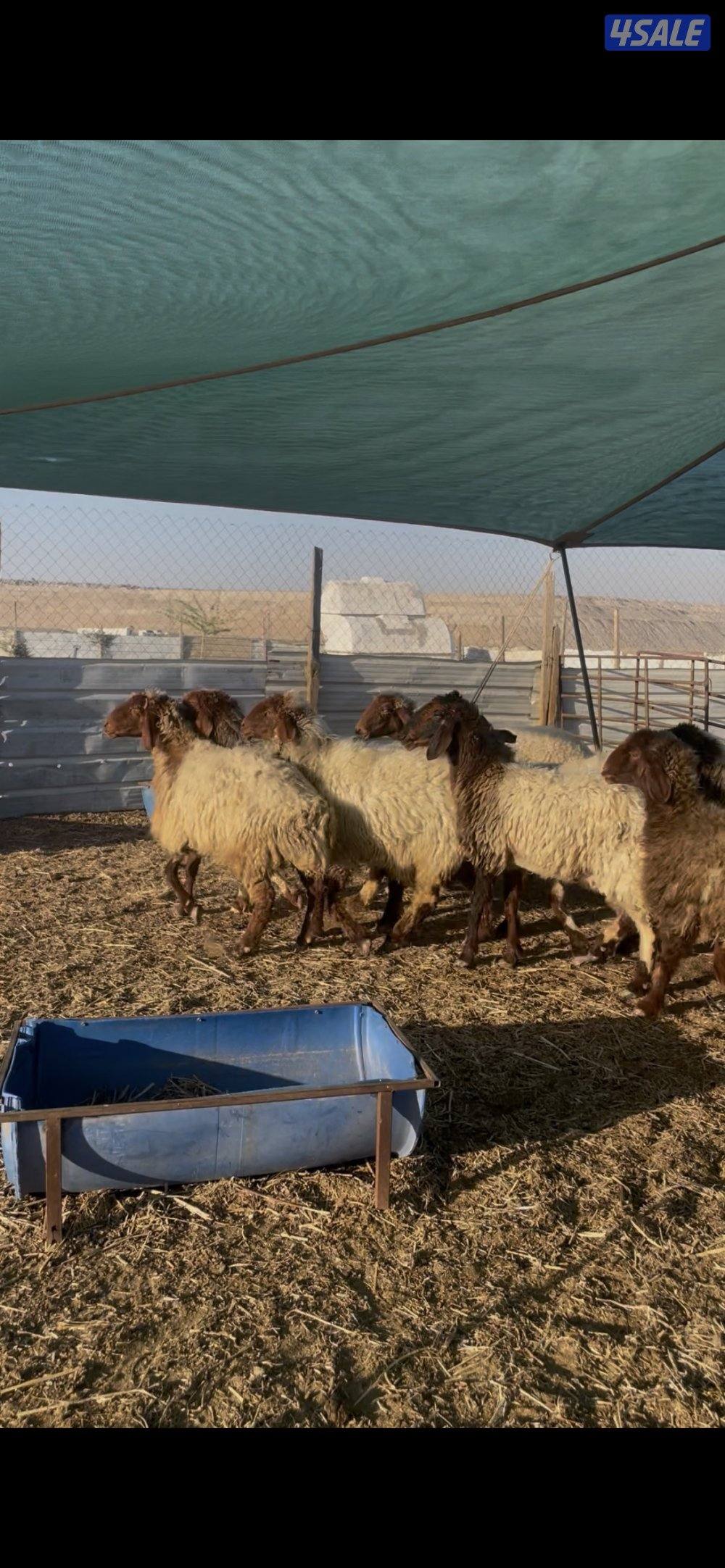 للبيع غنم نعيم العدد١٠ روس طيبه نتخلى من ضريع2