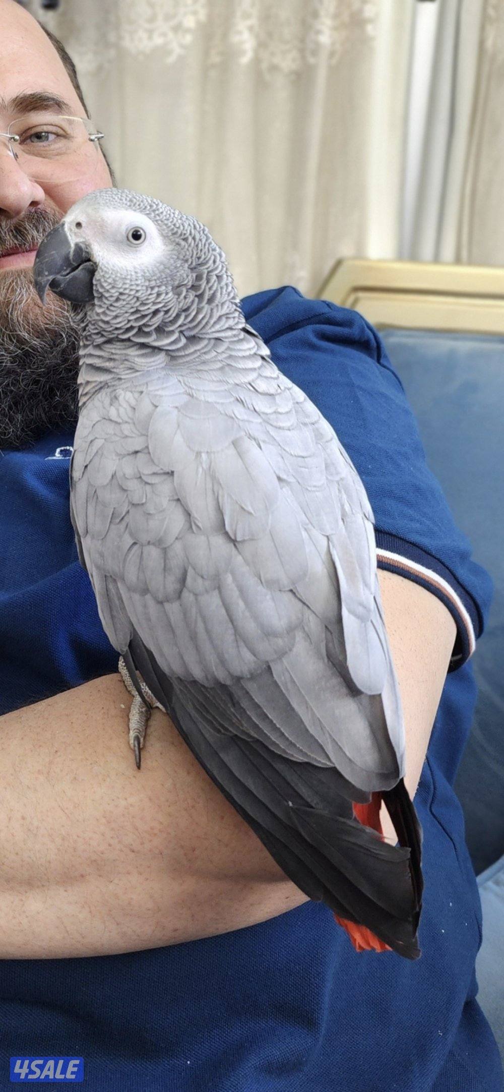 كاسكو محجل ربوه ويتكلم1