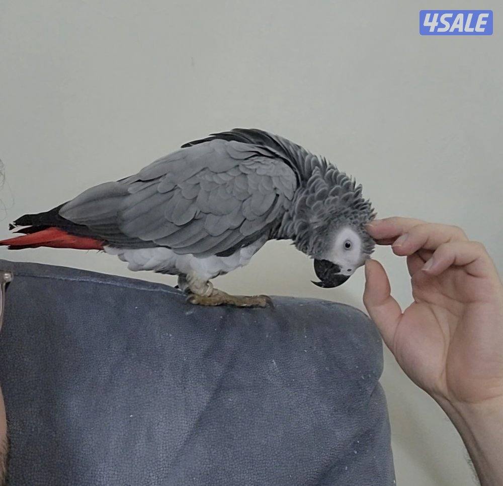 كاسكو محجل ربوه ويتكلم0