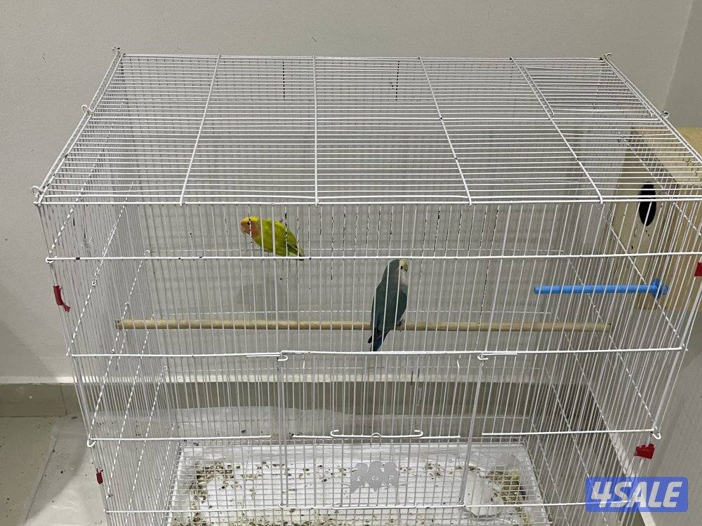 السلام وعليكم ورحمة الله وبركاته للبيع زوج روز منتج فرخين0